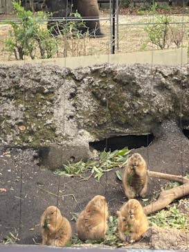 恩賜上野動物園に投稿された画像（2025/3/30）
