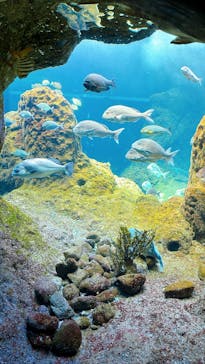 新江ノ島水族館に投稿された画像（2025/3/30）