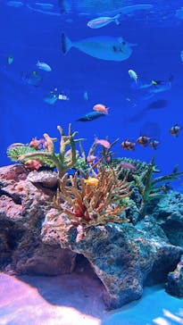 新江ノ島水族館に投稿された画像（2025/3/30）