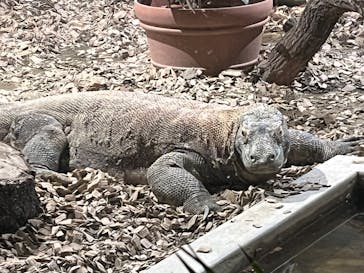 名古屋市東山動植物園に投稿された画像（2025/3/30）