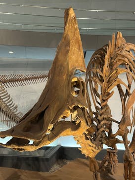 福井県立恐竜博物館に投稿された画像（2025/3/30）