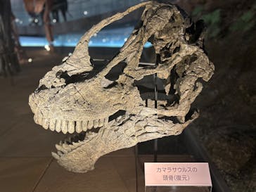 福井県立恐竜博物館に投稿された画像（2025/3/30）