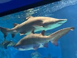 アクアワールド茨城県大洗水族館に投稿された画像（2025/3/30）