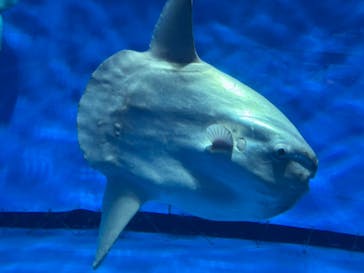 アクアワールド茨城県大洗水族館に投稿された画像（2025/3/30）