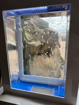 アクアワールド茨城県大洗水族館に投稿された画像（2025/3/30）