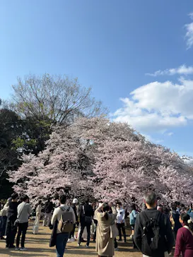 新宿御苑に投稿された画像（2025/3/30）