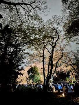 六義園に投稿された画像（2025/3/30）