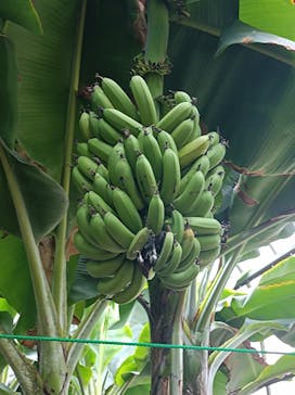 熱川バナナワニ園に投稿された画像（2025/3/30）