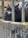 名古屋市東山動植物園に投稿された画像（2025/3/30）