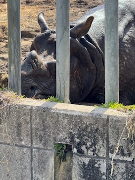 名古屋市東山動植物園に投稿された画像（2025/3/30）
