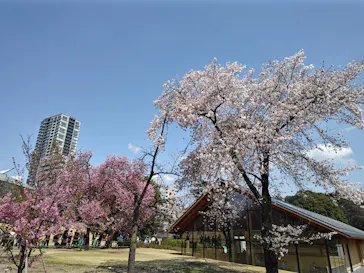 新宿御苑に投稿された画像（2025/3/30）