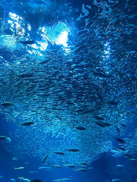 アクアワールド茨城県大洗水族館に投稿された画像（2025/3/30）