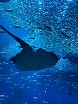 アクアワールド茨城県大洗水族館に投稿された画像（2025/3/30）