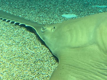 マクセル アクアパーク品川に投稿された画像（2025/3/30）