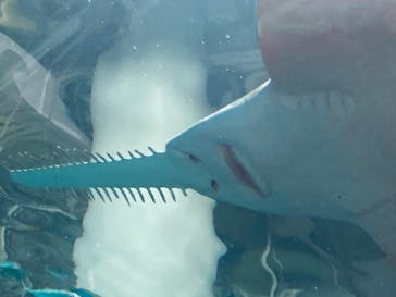 マクセル アクアパーク品川に投稿された画像（2025/3/30）