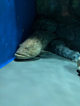 名古屋港水族館に投稿された画像（2025/3/30）