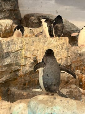 名古屋港水族館に投稿された画像（2025/3/30）