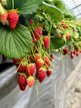 ホヤノいちご園に投稿された画像（2025/3/30）