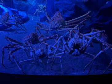 竹島水族館に投稿された画像（2025/3/30）