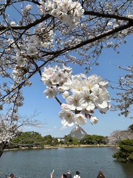 三溪園に投稿された画像（2025/3/30）