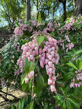 三溪園に投稿された画像（2025/3/30）