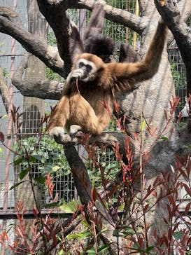 恩賜上野動物園に投稿された画像（2025/3/30）