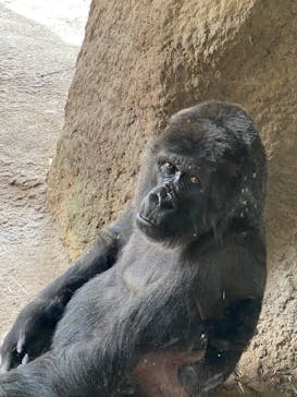 恩賜上野動物園に投稿された画像（2025/3/30）
