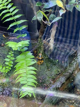 恩賜上野動物園に投稿された画像（2025/3/30）