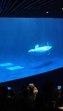 島根県立 しまね海洋館に投稿された画像（2025/3/30）