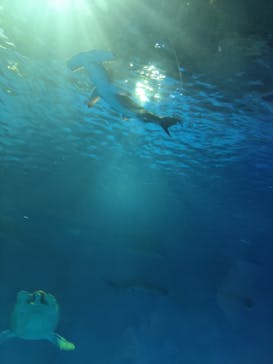 島根県立 しまね海洋館に投稿された画像（2025/3/30）