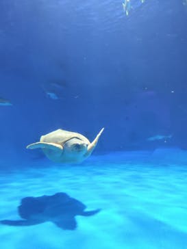 島根県立 しまね海洋館に投稿された画像（2025/3/30）