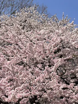 新宿御苑に投稿された画像（2025/3/30）