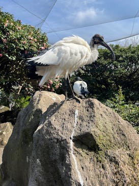 伊豆シャボテン動物公園に投稿された画像（2025/3/30）