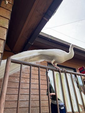 伊豆シャボテン動物公園に投稿された画像（2025/3/30）