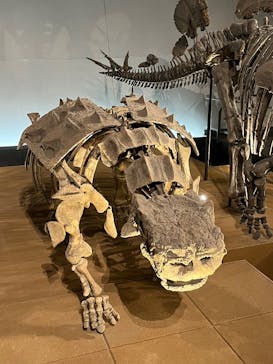 福井県立恐竜博物館に投稿された画像（2025/3/30）