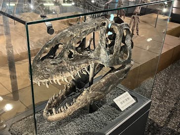 福井県立恐竜博物館に投稿された画像（2025/3/30）