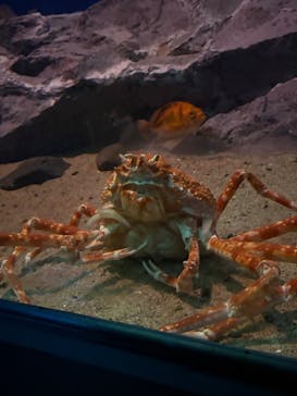 名古屋港水族館に投稿された画像（2025/3/30）