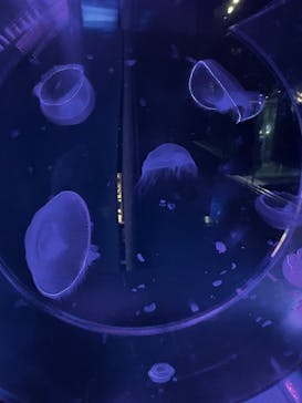 名古屋港水族館に投稿された画像（2025/3/30）