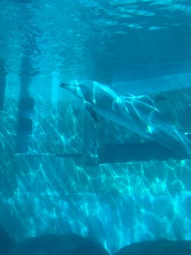 名古屋港水族館に投稿された画像（2025/3/30）