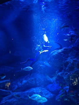 すみだ水族館に投稿された画像（2025/3/30）