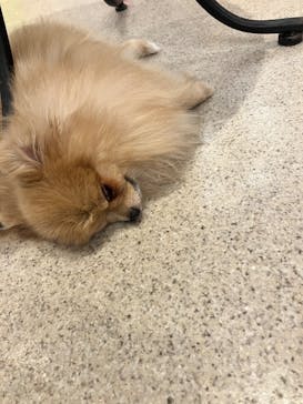 いぬカフェRio イオンモール福岡店に投稿された画像（2025/3/30）