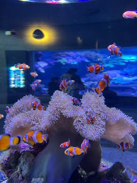 大分マリーンパレス水族館 「うみたまご」に投稿された画像（2025/3/30）