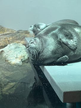 大分マリーンパレス水族館 「うみたまご」に投稿された画像（2025/3/30）