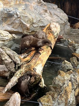 大分マリーンパレス水族館 「うみたまご」に投稿された画像（2025/3/30）