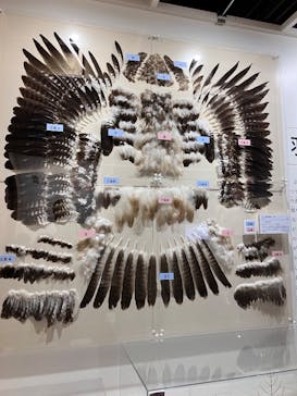 特別展「鳥～ゲノム解析が解き明かす新しい鳥類の系統～」に投稿された画像（2025/3/30）