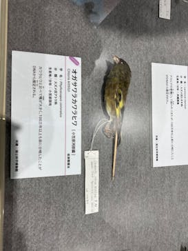 特別展「鳥～ゲノム解析が解き明かす新しい鳥類の系統～」に投稿された画像（2025/3/30）