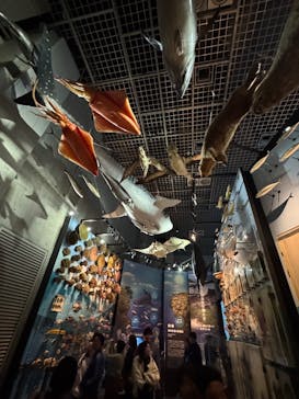 国立科学博物館に投稿された画像（2025/3/30）