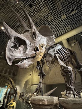 国立科学博物館に投稿された画像（2025/3/30）