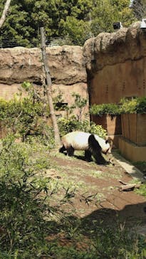 恩賜上野動物園に投稿された画像（2025/3/30）
