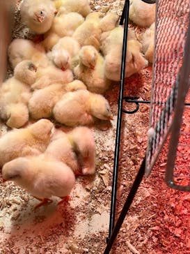 アニタッチ 東京ドームシティに投稿された画像（2025/3/30）